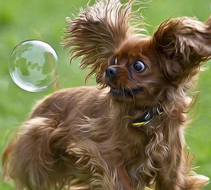 Dog And Bubble Competition.