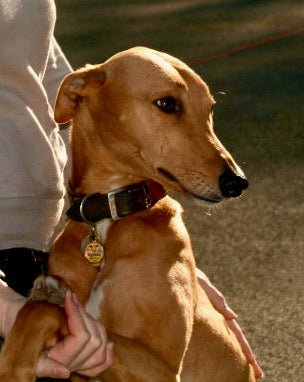 CARNICARE DUOMAX New & Stronger L-Carnitine & Taurine Products for Heart Health