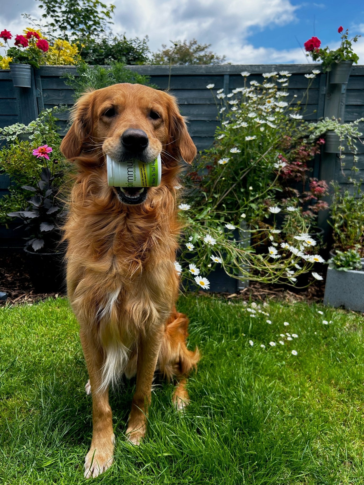 Epimmune ⭐️⭐️⭐️⭐️⭐️ Something To Treat The Cause Not The Symptoms