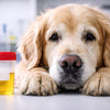 Looking After Your Dog's Kidneys - What is Kidney Disease?