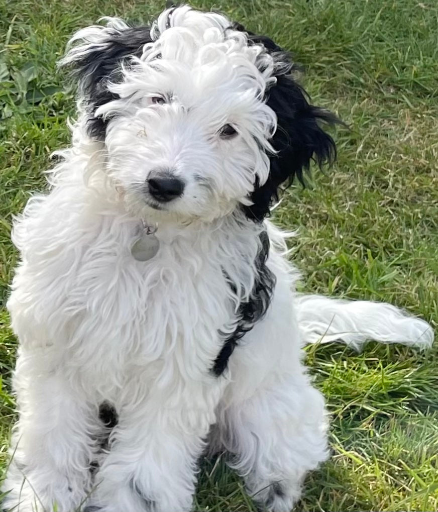 Your answers to our question -   Are You Ever 'Too Old' To Own A Dog? -