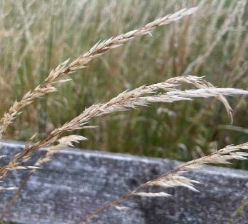 Grass Seeds