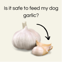Garlic To prevent Fleas In Dogs