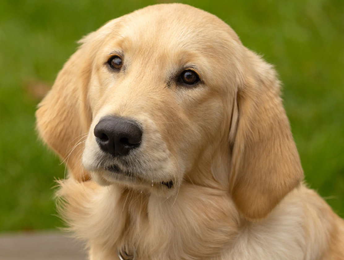 Crumble News.  The Guide Dog Puppy Ace Canine Sponsor.