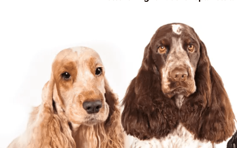 Taurine-supplemented food could protect many dogs from serious diseases