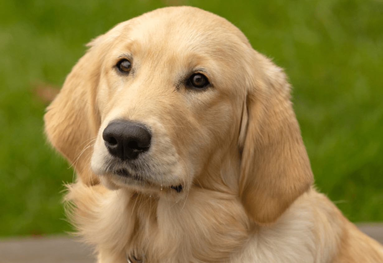 Crumble - Our Guide Dog Sponsor Puppy