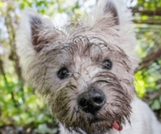 Pondering A Puppy? We've got tips for you!