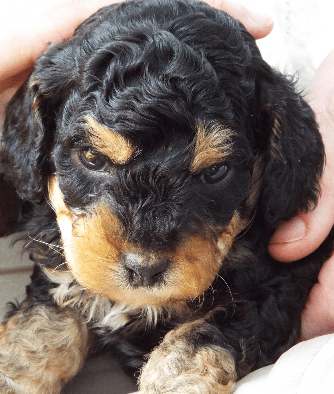 Your answers to our question  - Are you ever 'Too Old' to own a dog?