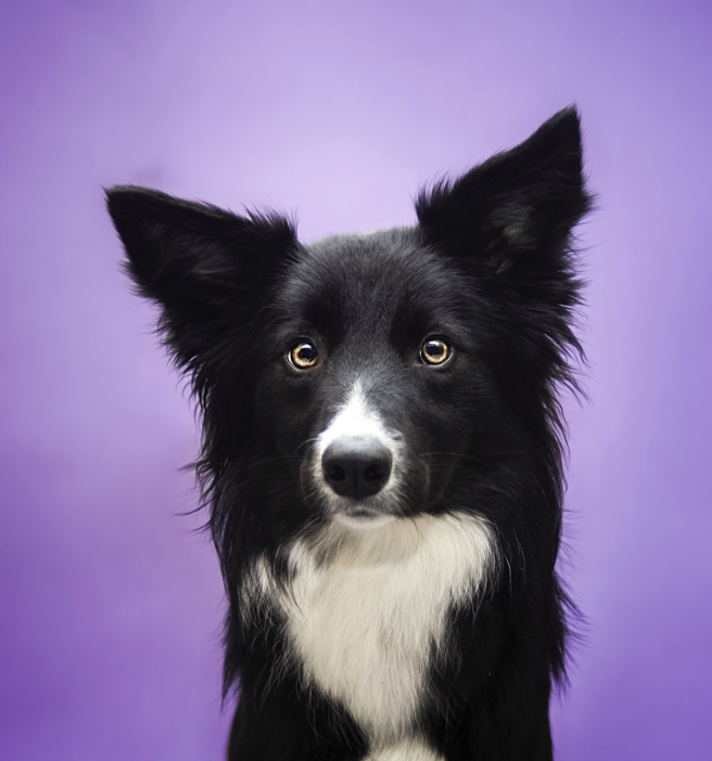 Hypothyroidism in Dogs: Diagnosis, Care & Supportive Supplements.
