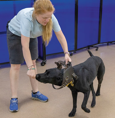 Sage - Our Guide Dog Sponsor Puppy - Update.