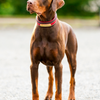 Understanding DCM in Dobermans (and other breeds): What Every Owner Should Know