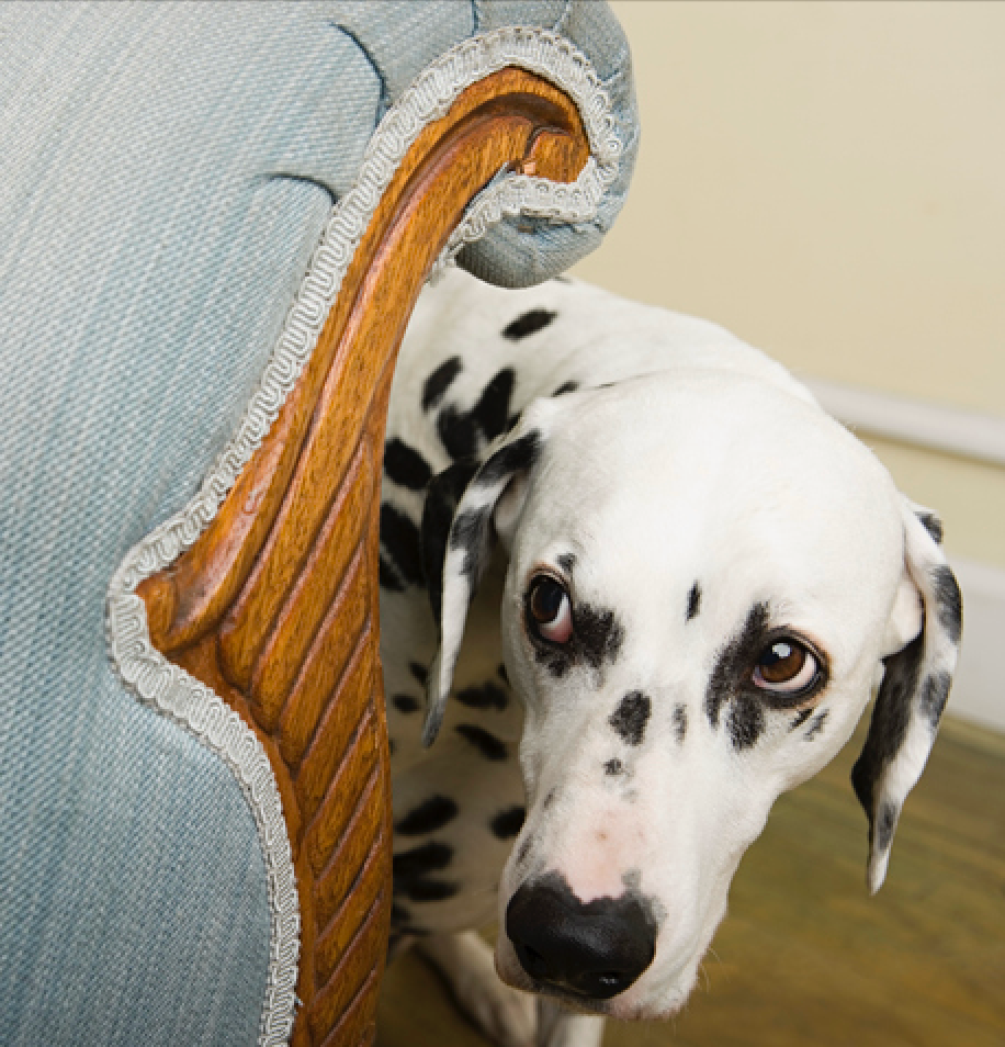Marvellous Magnesium - A Natural Way to Help Dogs Manage Anxiety – Without Losing Their Spark