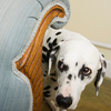 Marvellous Magnesium - A Natural Way to Help Dogs Manage Anxiety – Without Losing Their Spark