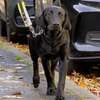 Guide Dog Pupdate - Clara's Journey