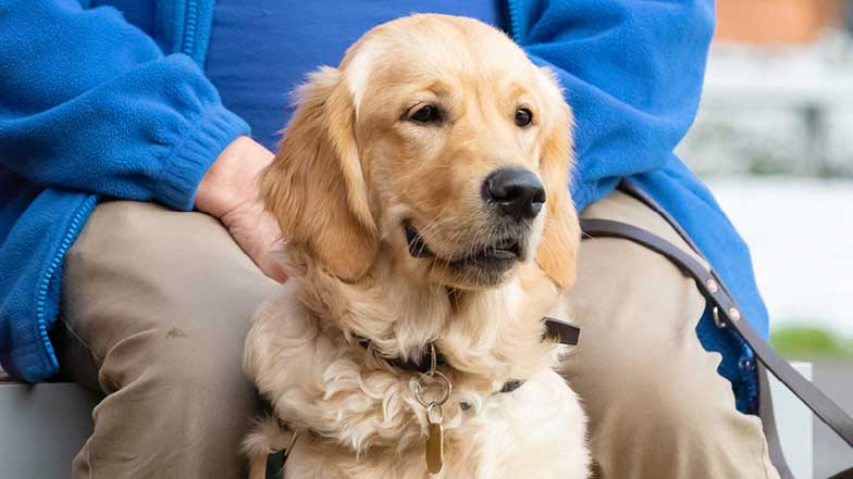 Pudding - Ace Canine's 3rd sponsored Guide Dog puppy update.