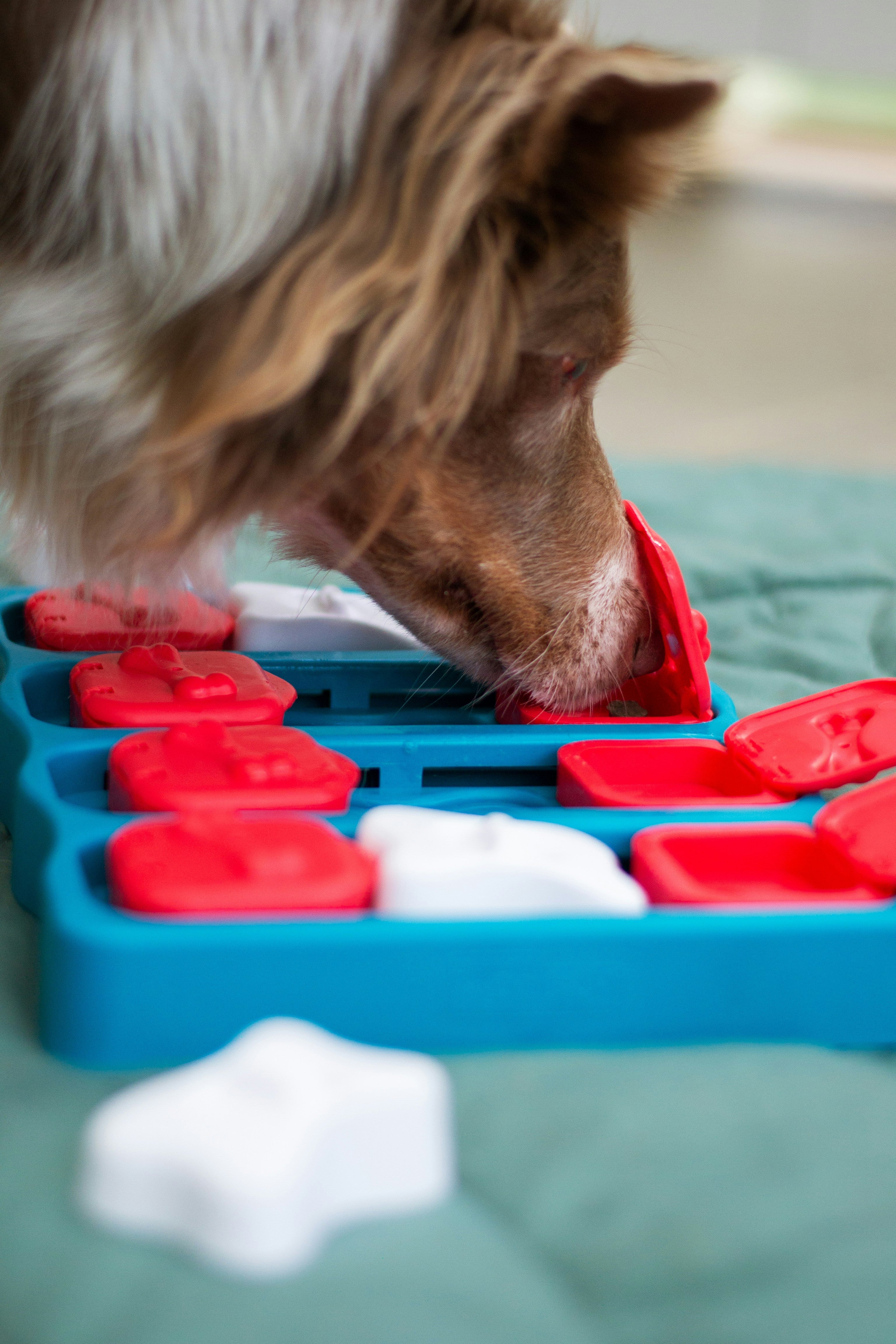 Ready For A Soggy June Weekend - Indoor Games For Dogs.