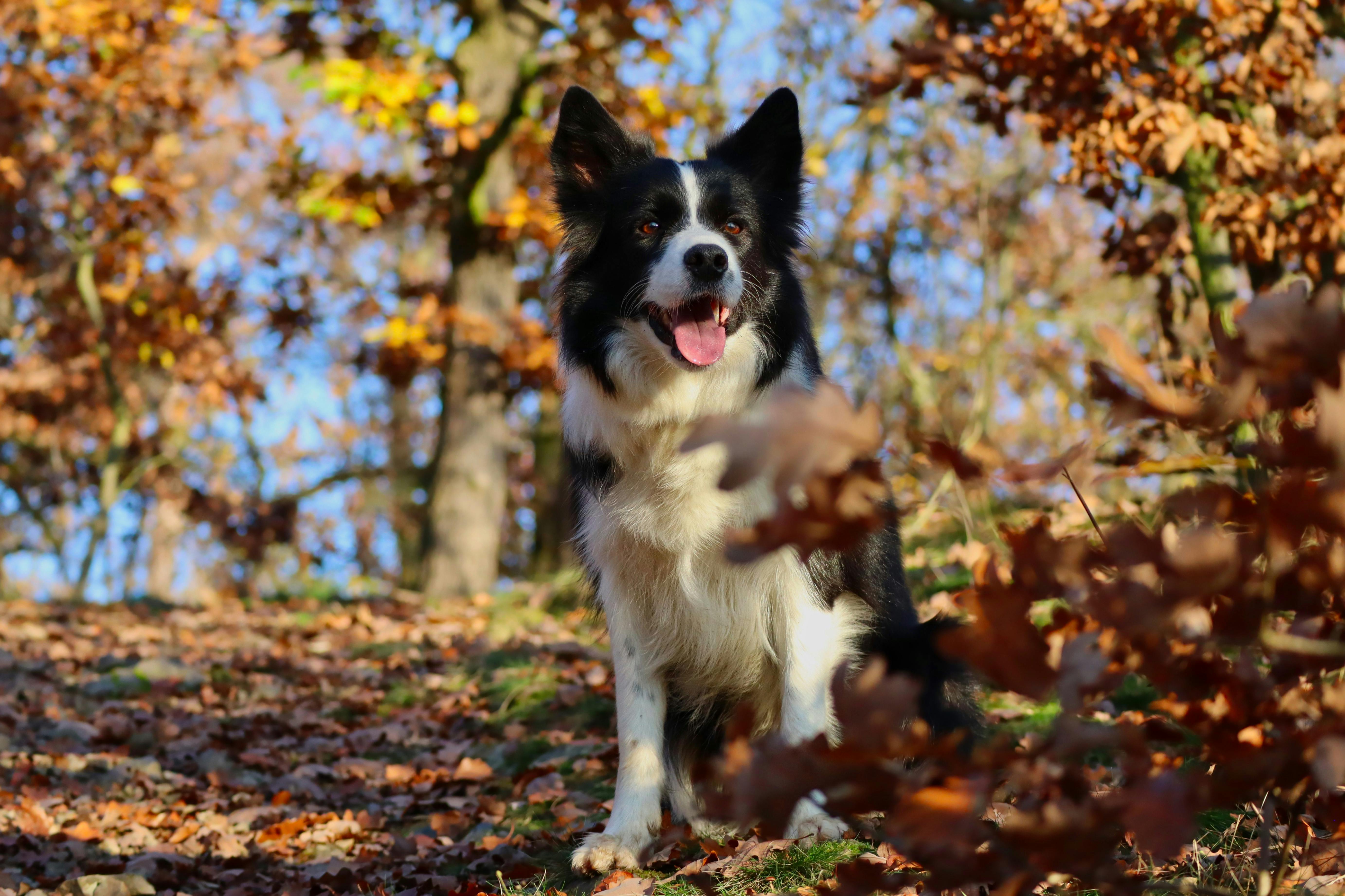 Dogs and the Clocks Going Back: How to Help Your Dog Adjust to Shorter Days