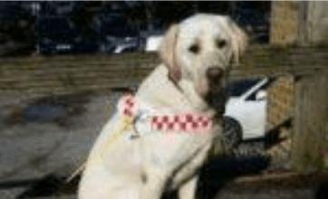 Colour Coded Guide Dogs