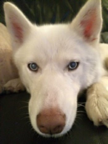 Saints Sled Dog Rescue – Frosty's Story.