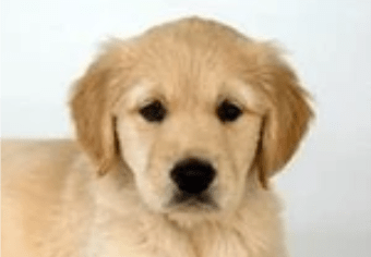 Meet Joy , the Guide Dog