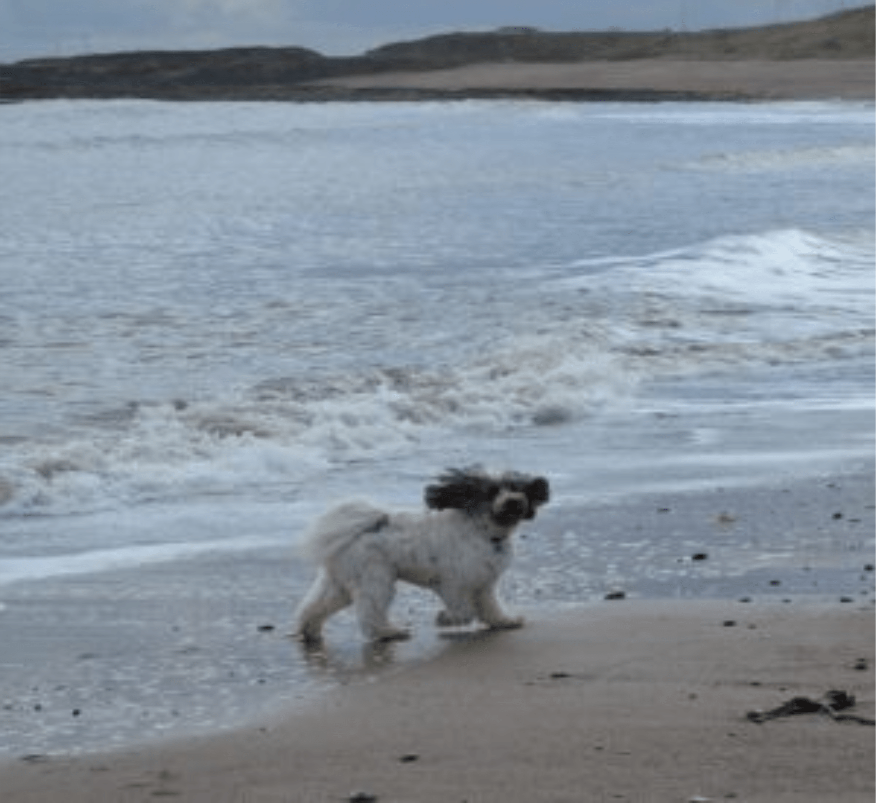 Monty The Tibetan Terrier Enjoying His Autumn Holidays.