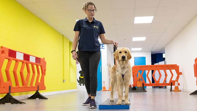 Update on our sponsored Guide Dog puppy - Time for school Pudding