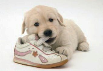 To Chew Or Not To Chew, That Is The Question.