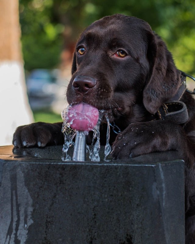 Dog Rehydration Drinks or Just a Bowl of Water?💦