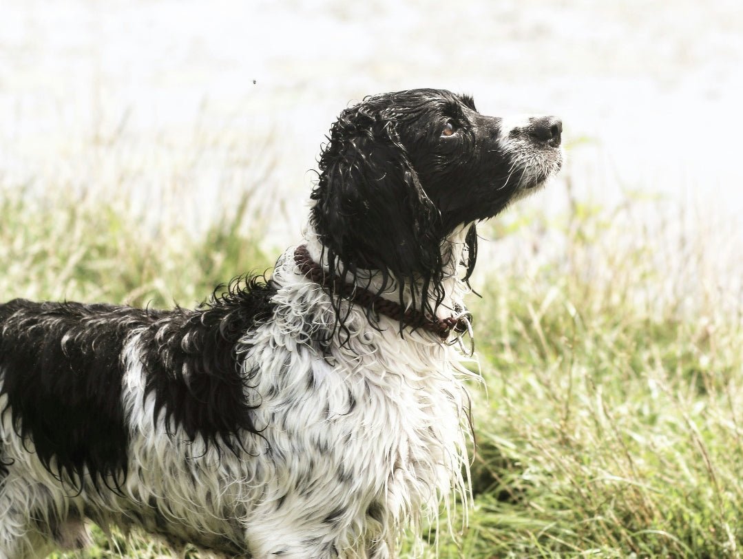 Working Season For Gun Dogs