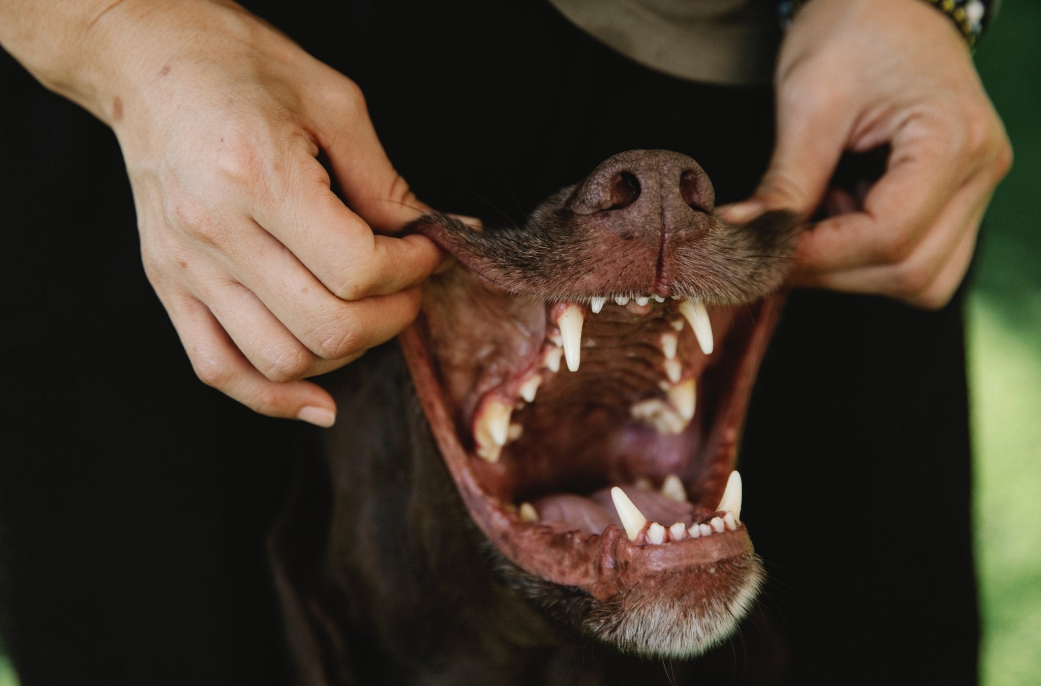 Stinky Dog Breath