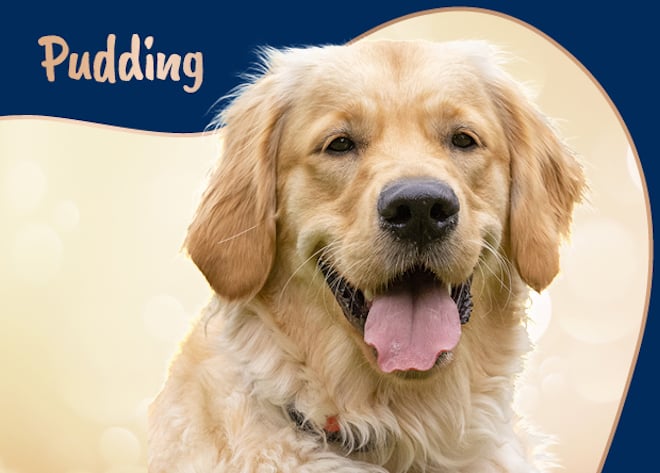 Happy Christmas from Pudding and the Guide Dog Puppy Training team đ