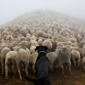 Spring Lamb Competition.