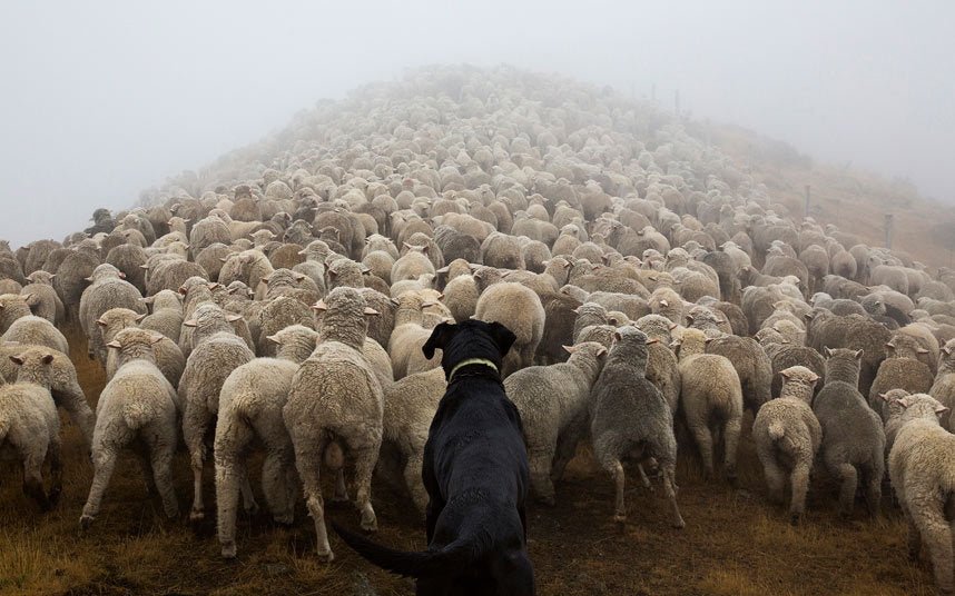 The Spring Lamb Competition Results.