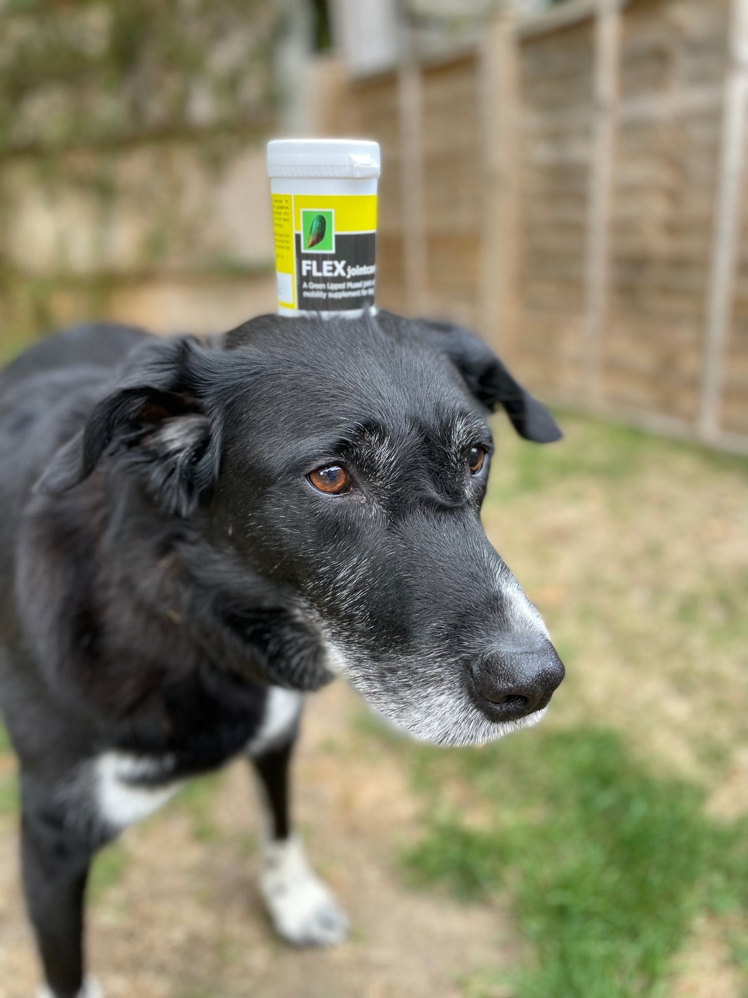 The Dog Joint Pain Journey