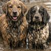 Spring Showers and Wagging Tails: Keeping Your Dog Healthy in the Wet UK Spring