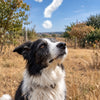A black and white collie with a questionmark cloud above his head sitting in a dried grass field