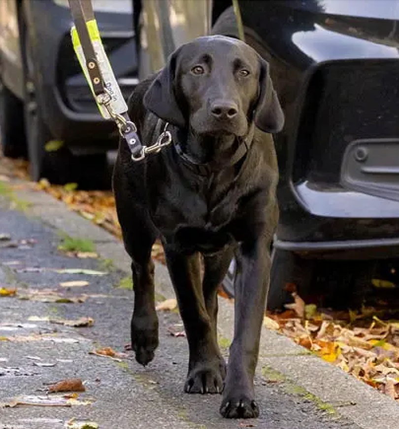 Guide Dog Pupdate - Clara's Journey