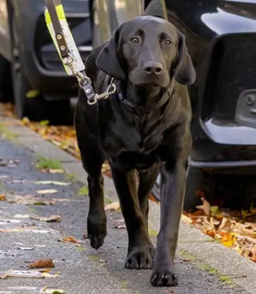 Clara - Guide Dog Puppy - Pupdate.