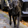 Clara - Guide Dog Puppy - Pupdate.
