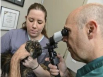What Can I Do About My Dog's Cataracts?