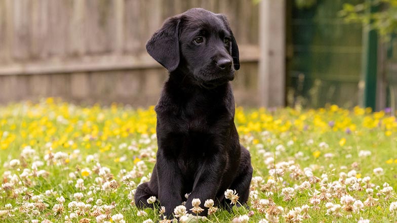 Guide Dog Updates -  Sage Graduates ✨ and Puppy Clara Begins her Guide Dog Journey.