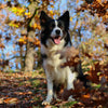 A black and white border collie in autumn sitting in leaves