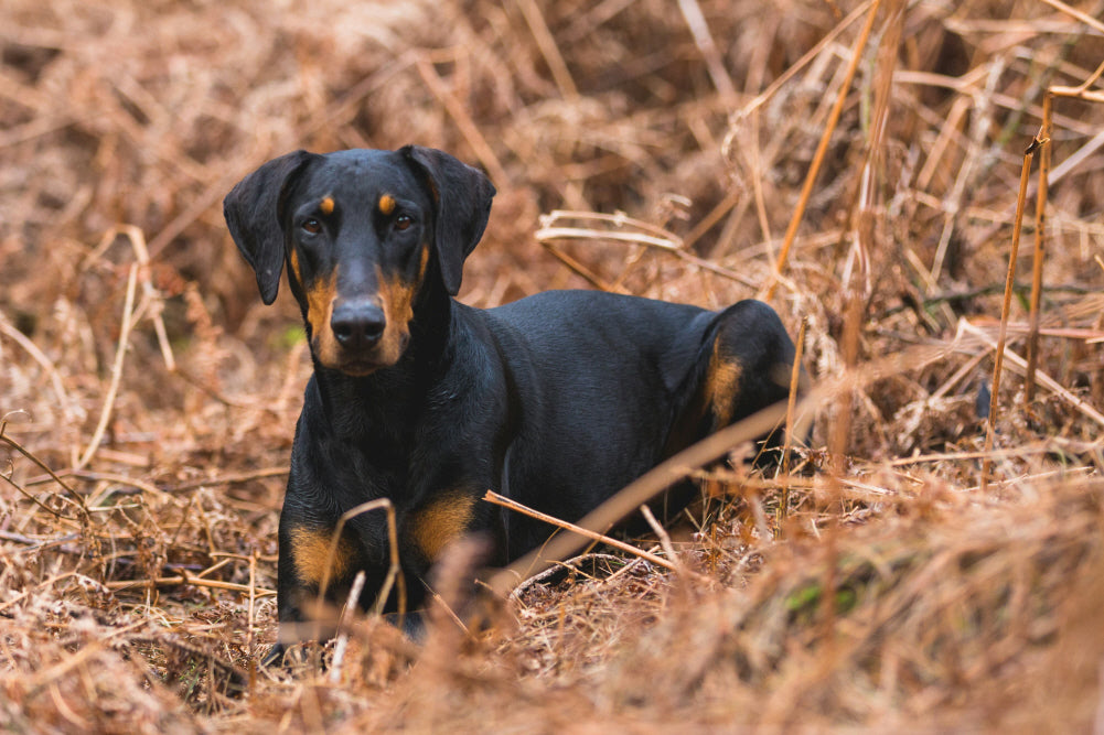 A Short Guide to Diets and Dietary Supplements for New Owners of Doberman Pinschers