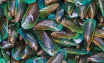 New Zealand Green Lipped Mussel - Farmed or Wild?