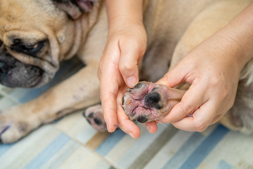 Seasonal Allergies in Dogs:  Why Planning Early Matters