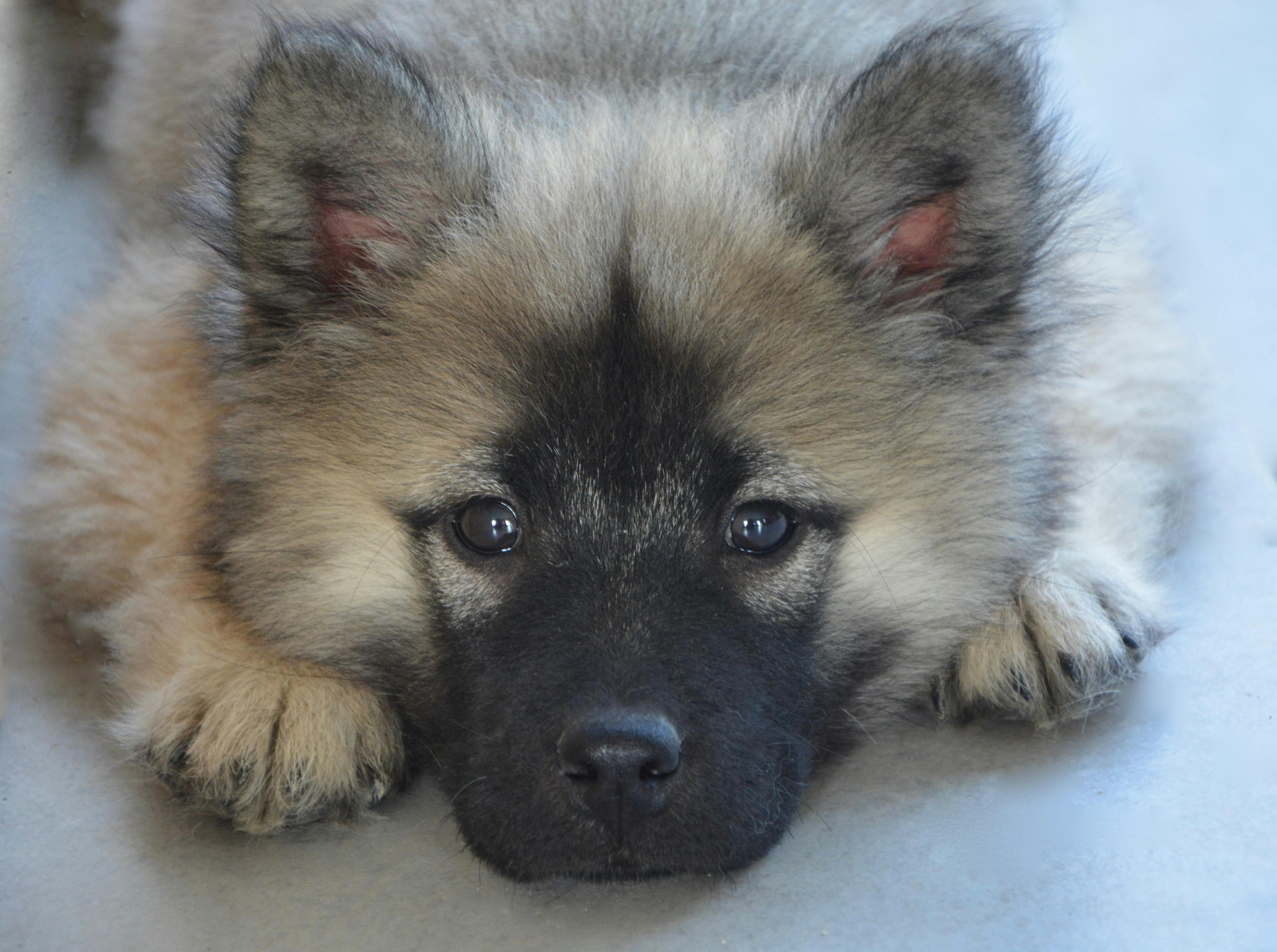 The Vaccination Question