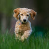 Spring sees the start of the pollen season from trees and flowers – How well will your dog cope? - Ace Canine Healthcare