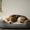 The Importance of Sleep:  Is Your Dog Getting Enough Rest?