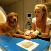 A picture of a Golden Retriever dog being cared for in an animal hospital. The nurse is examining the dogs paws