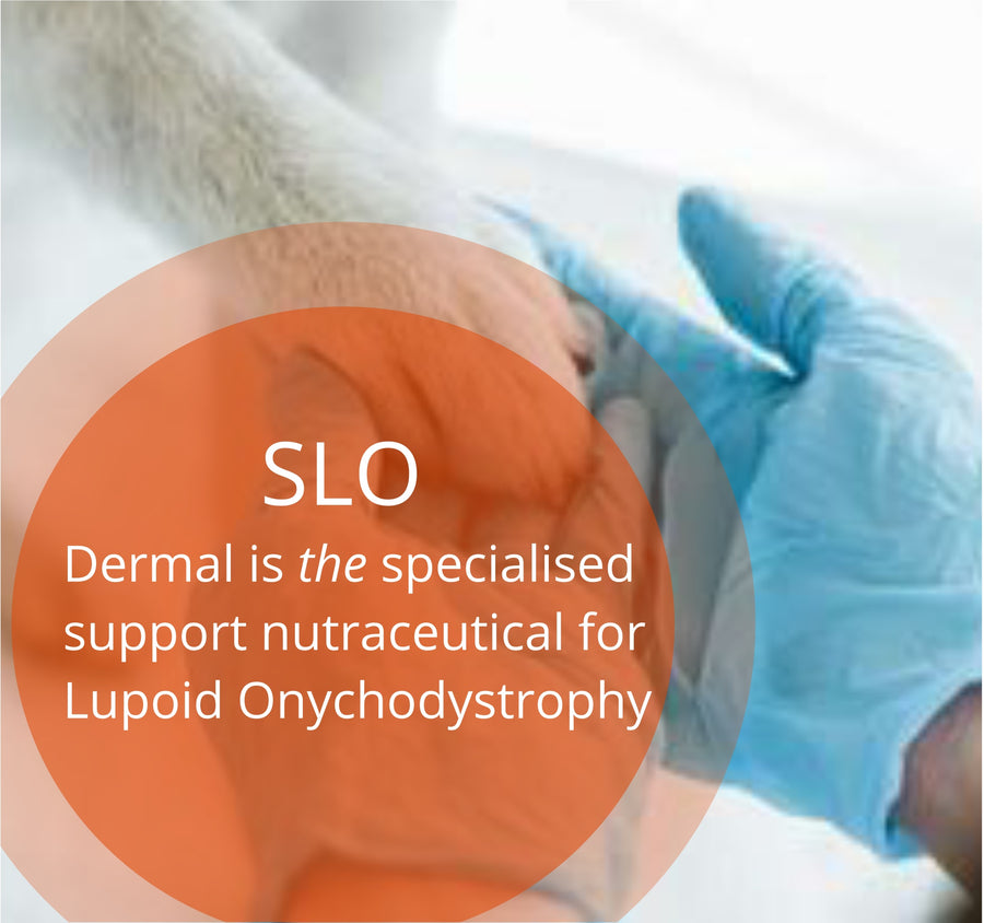 Dermal O3 Advanced natural support for itchy skin and SLO nails